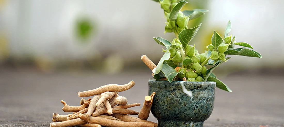 Ashwagandha for Athletes: Improve Endurance and Reduce Recovery Time